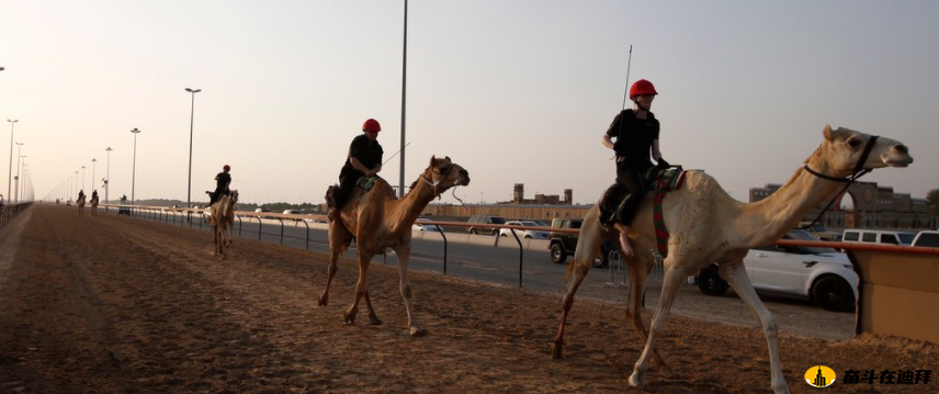 迪拜举行首届女子骆驼赛