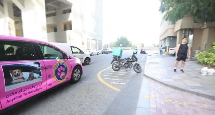 迪拜的“高贵狗狗”们，公共交通不让上没关系，有专门的宠物出租车